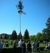 Maibaum wird gesetzt (Foto: privat)
