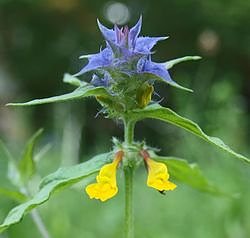 Hain Wachtelweizen (Foto: privat)