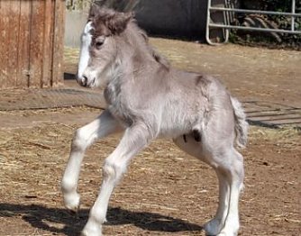 Fohlen (Foto: privat)
