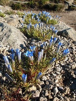Nur noch morgen zu sehen (Foto: Dr. Gunter Karste)