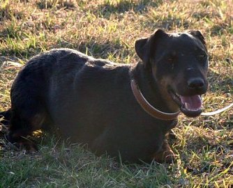 Dia ist verschwunden (Foto: privat)