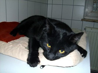 Oscar (Foto: C. Knust)