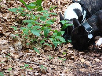 Beutel muss sein (Foto: S. Witzel)