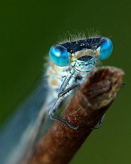 Libellenaugen (Foto: Uhlig)