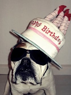 Chico hat sich schick gemacht (Foto: S. Witzel)