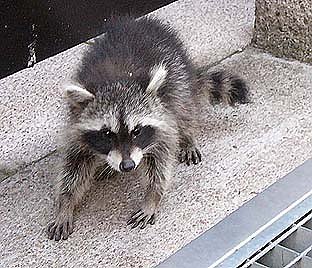 Waschb&auml;r mitten in Nordhausen - Aufnahme von 2003 (Foto: nnz)
