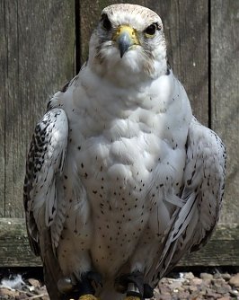 "Geliebte" (Foto: Kurt Frank)