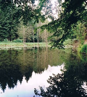 Wald bei LImlingerode (Foto: Archiv Kneffel)