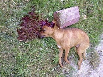 Get&ouml;tet (Foto: privat)