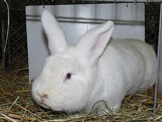 Rassekaninchenschau Kyffh&auml;userkreis (Foto: Karl-Heinz Herrmann)