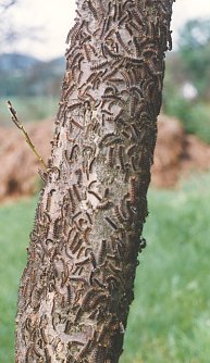 Larven Eiche Schwammspinner (Foto: Th&uuml;ringenForst)