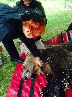 B&auml;rin wird von Ketten befreit (Foto: R&uuml;diger Schmiedel/Ralf Wettengel)