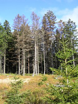 Durch Borkenk&auml;fer abgestorbene B&auml;ume sind aufgrund ihrer braunen Farbe gut zu erkennen. Frisch befallene B&auml;ume sind jedoch noch gr&uuml;n und oft nur f&uuml;r die Fachleute zu erkennen. Fotos: Nationalpark Harz (Foto: Nationalpark harz)