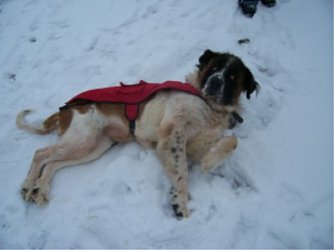 tier der woche (Foto: tierheim)