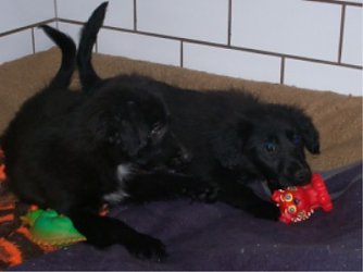 Gefunden (Foto: Tierheim)