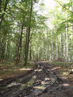 Durchn&auml;sster Maschinenweg im Kammerforst s&uuml;d&ouml;stlich der Stadt Ellrich (Foto: Forstamt Bleicherode-S&uuml;dharz)