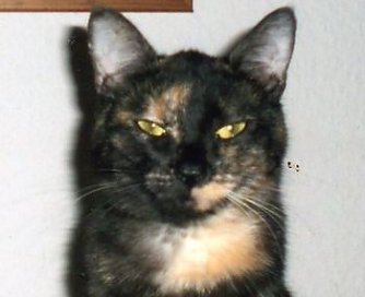 Gesucht: Emmi-Lou (Foto: nnz)