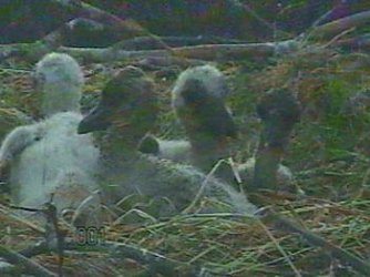 Da guckt der Nachwuchs (Foto: Rzehak)