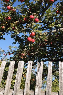 &Auml;pfel f&uuml;r Aleppo - Hilfe f&uuml;r den Nahen Osten auf Nordh&auml;user Art (Foto: Sylvia Spehr)