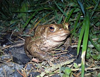 Erdkr&ouml;ten und andere Amphibien sind wieder auf Wanderschaft (Foto: Deutscher Tierschutzbund e.V.)