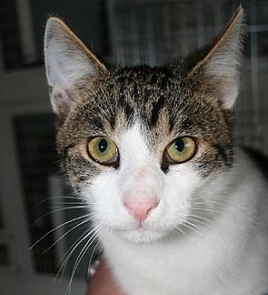 Sucht neues Zuhause (Foto: rh)