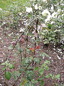 Vandalen wieder unterwegs (Foto: nnz)