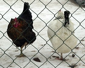 Noch keine F&auml;lle (Foto: nnz)