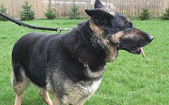 Tier sucht Mensch (2) (Foto: nnz)