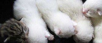 F&uuml;nf Namen gesucht (Foto: nnz)