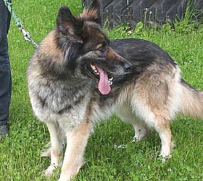 Tier sucht Mensch (7) (Foto: nnz)