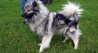 Tier sucht Mensch (8) (Foto: nnz)