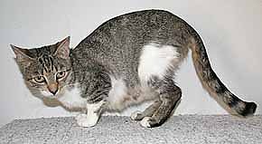 Tier sucht Mensch (10) (Foto: nnz)