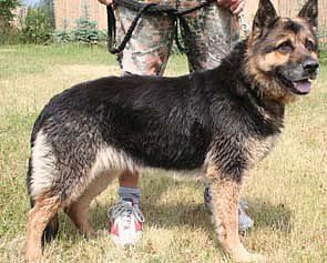 Tier sucht Mensch (12) (Foto: nnz)