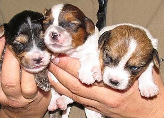 Sieben auf einmal (Foto: nnz)