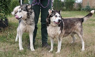 Tier sucht Mensch (17) (Foto: nnz)