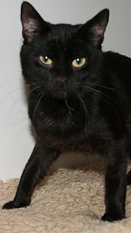 Tier sucht Mensch (18) (Foto: nnz)