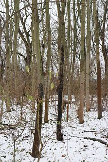 Der Pilz &uuml;berzieht die Rinde mit einem schwarzen Film, Ru&szlig; nicht un&auml;hnlich (Foto: Angelo Glashagel)
