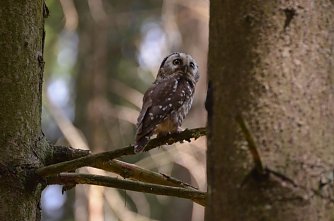 Raufu&szlig;kautz im Wald (Foto: RSikorski)