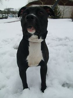 Angebunden (Foto: Tierheim)