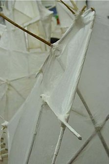 Schwebender Fl&uuml;gel (Foto: JKS)