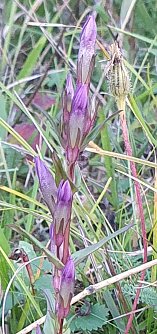 Der Bittere Kranzenzian (Gentianella amarella) ist aktuell wahrscheinlich nur noch an vier Stellen in Deutschland nachgewiesen. Gemeinsam mit der UNB Kyffh&auml;userkreis erhalten wir ein Vorkommen. (Foto: B. Schwarzberg)