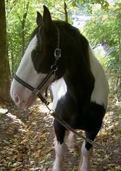 Lucky (Foto: privat)