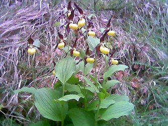 Durch Pflege erhalten (Foto: B. Schwarzberg)