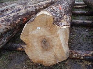 Der teuerste Stamm der Versteigerung! Nur der Fachmann wei&szlig; den Wert des Riegelahorns zu sch&auml;tzen! (Foto: Br&uuml;ggemann)