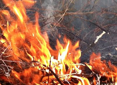 Fl&auml;chenbrand oberhalb von Niedersachswerfen (Foto: vgf)