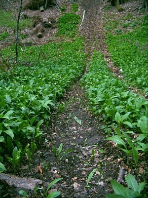 polzeimusikkorps (Foto: polizei)