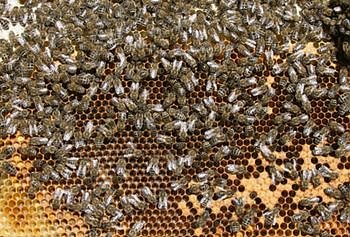 Bienenwabe (Foto: Wiki)