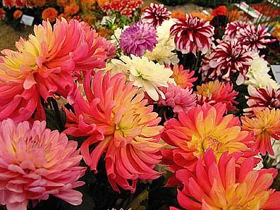 Erntedank der Th&uuml;ringer G&auml;rtner (Foto: nnz)