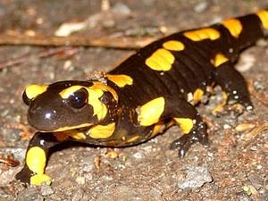 Entdecken (Foto: BUND)