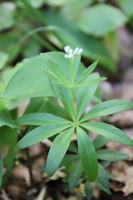 Kraut (Foto: privat)